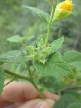 Image of Abutilon bivalve