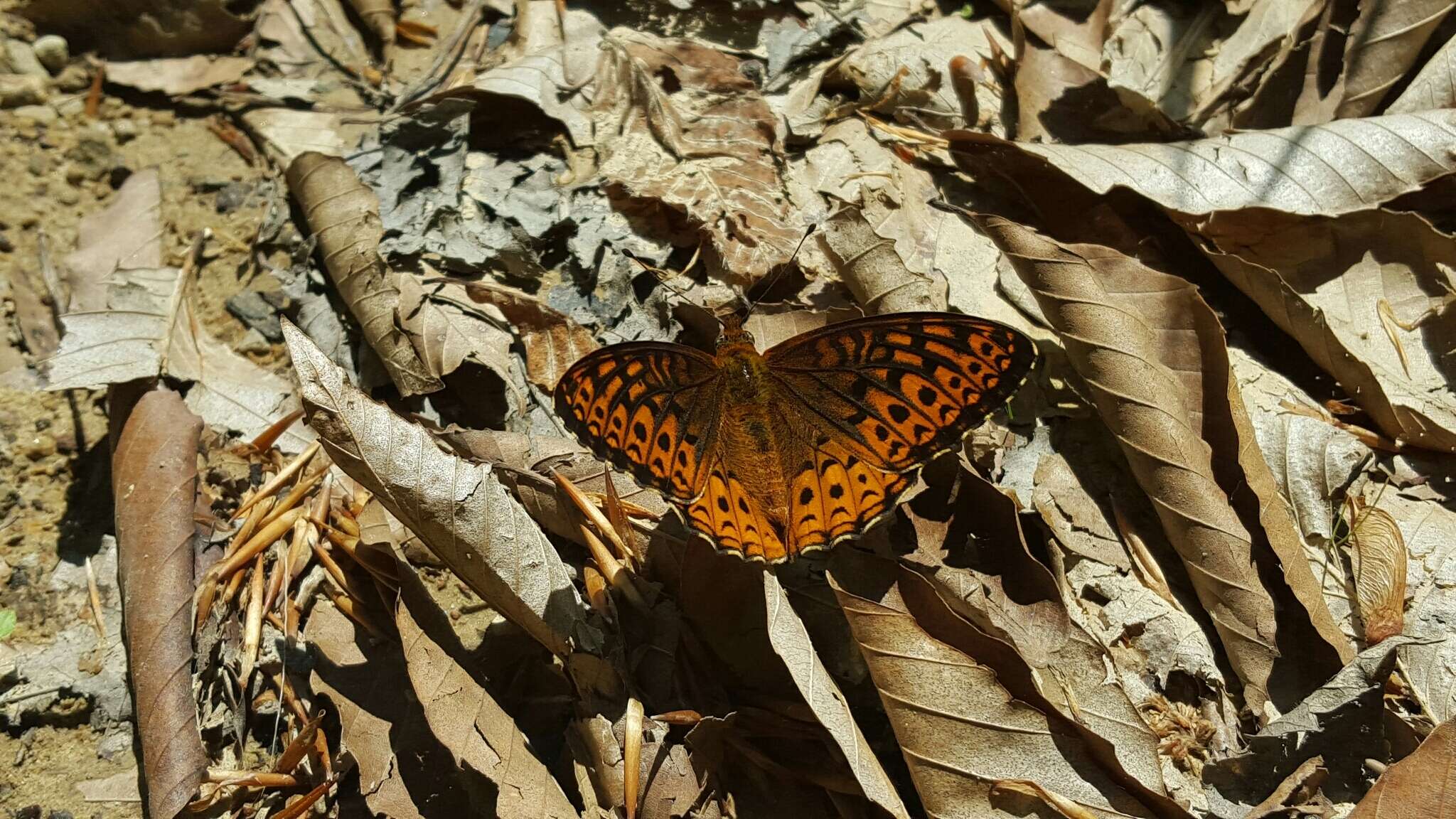 Image of Atlantis Fritillary