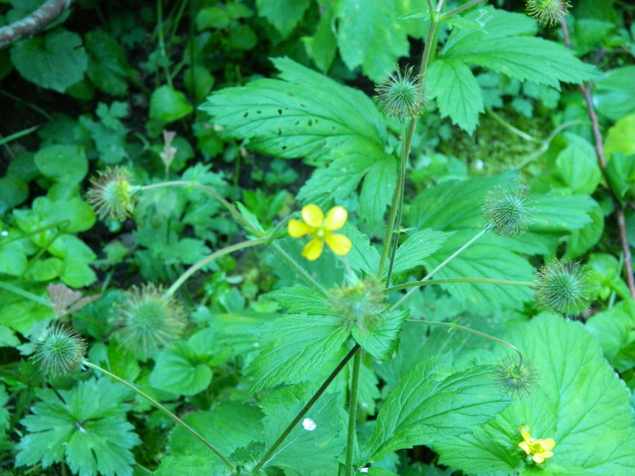 Image de Geum macrophyllum var. macrophyllum