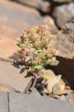 Imagem de Veronica rubrifolia Boiss.