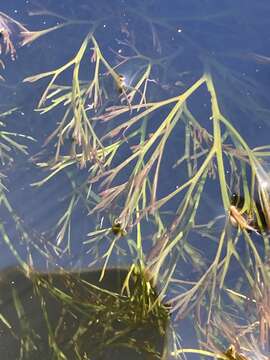 Image of Podostemum comatum Hicken