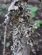 Image of Brownish monk's-hood lichen