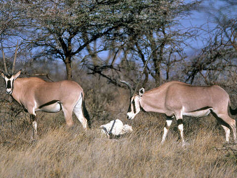 Image of Common Beisa Oryx