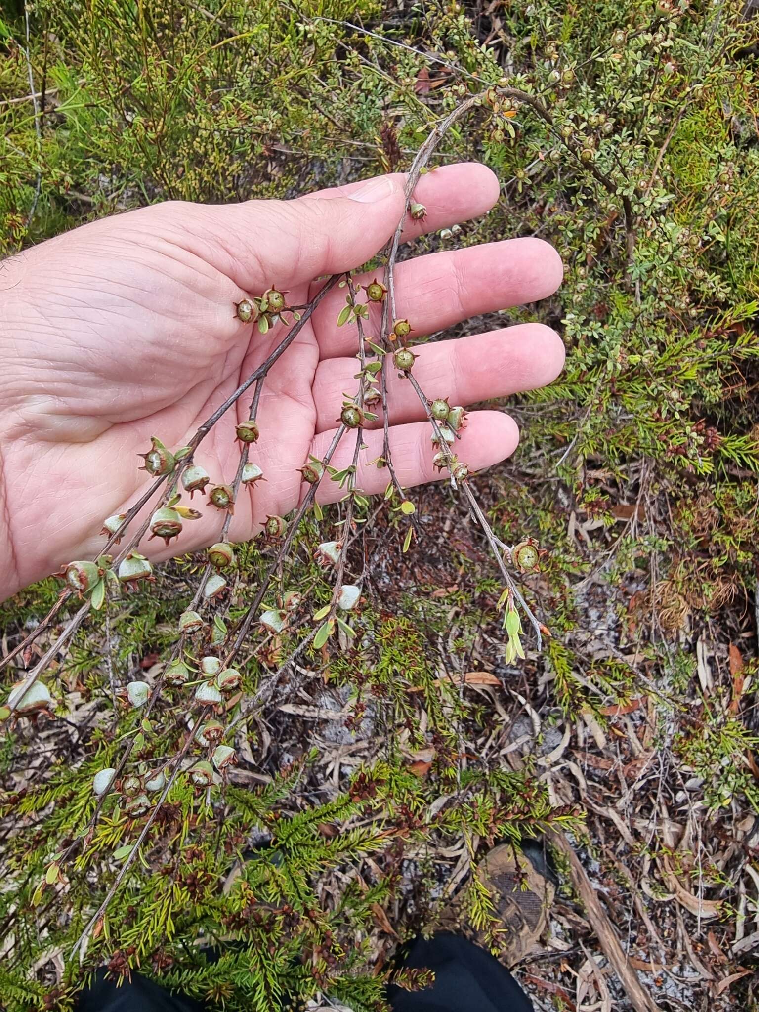 Image of Leptospermum semibaccatum Cheel