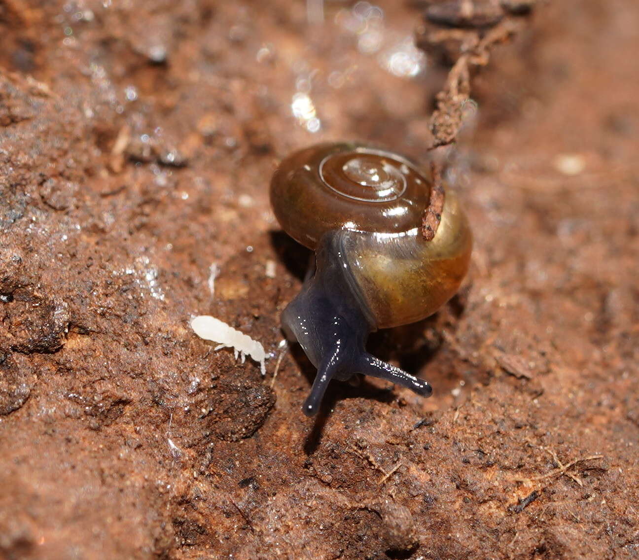 صورة Oxychilus cellarius (O. F. Müller 1774)