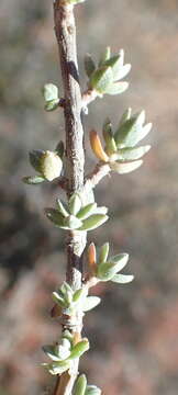 Image of Pteronia erythrochaeta DC.