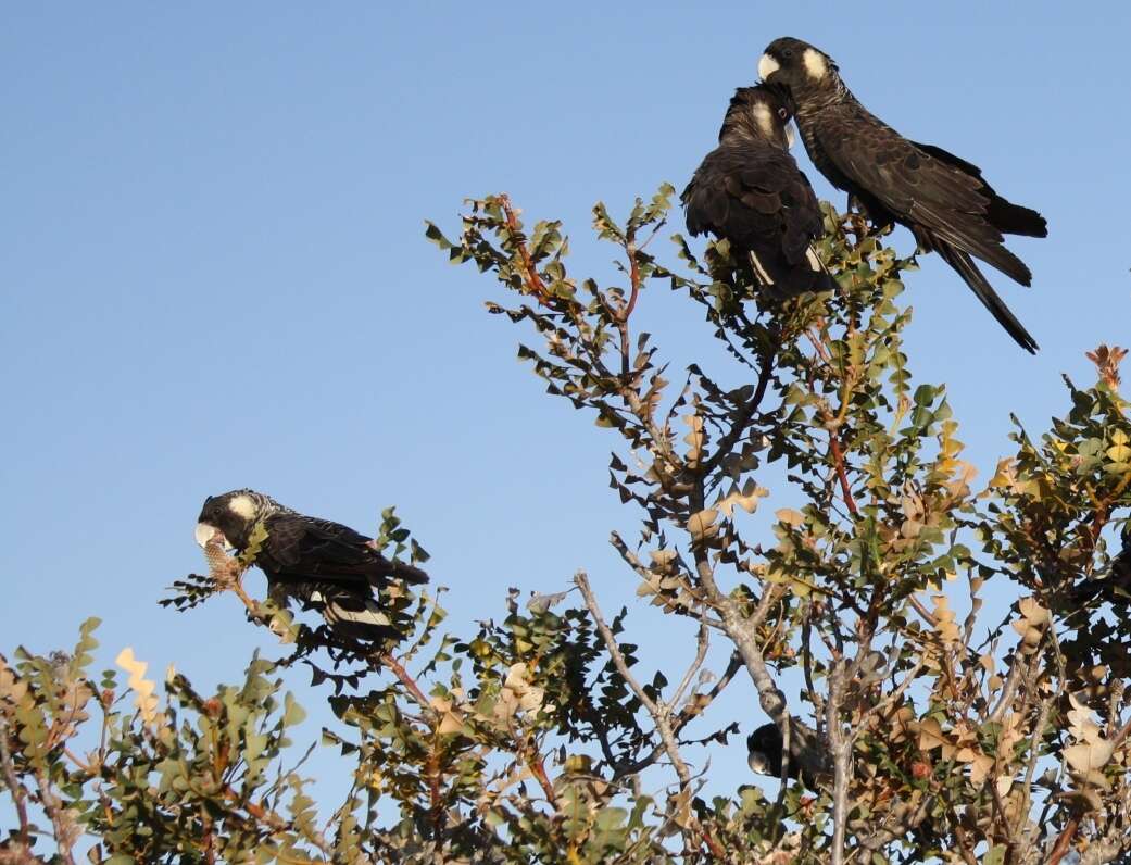 Image of Carnaby's Black Cockatoo