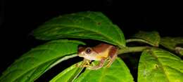 Image of Masked tree frog