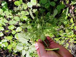 Plancia ëd Physalis arenicola Kearney