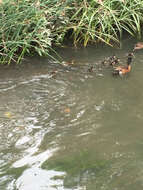 Image of Chestnut Teal