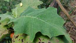 Image of Solanum hirtum Vahl