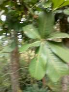 Image of wild chestnut