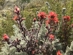 Image of Monterey Indian paintbrush