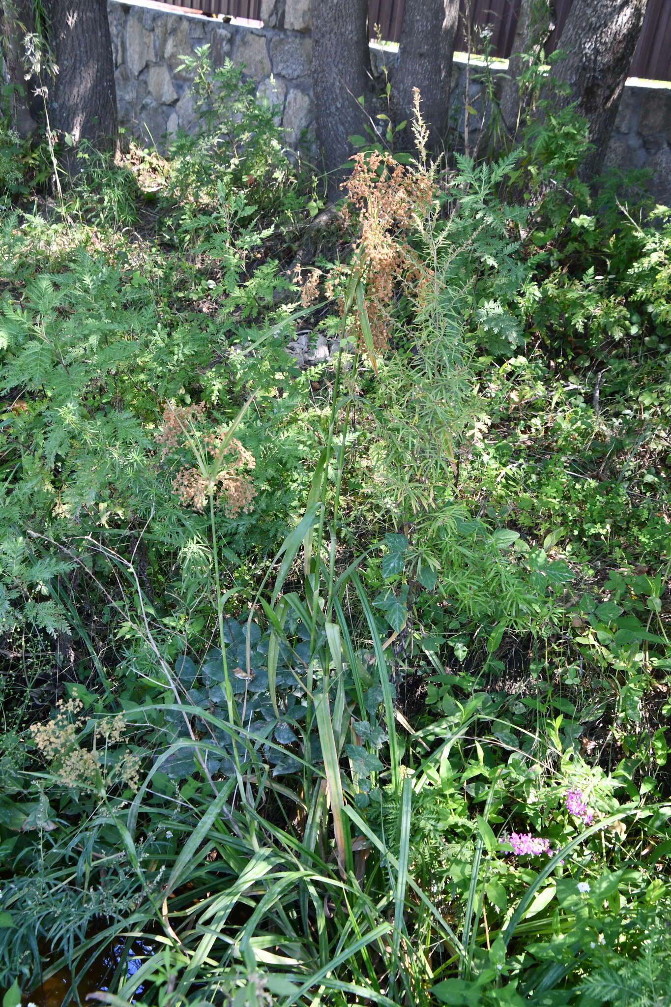 Imagem de Scirpus lushanensis Ohwi