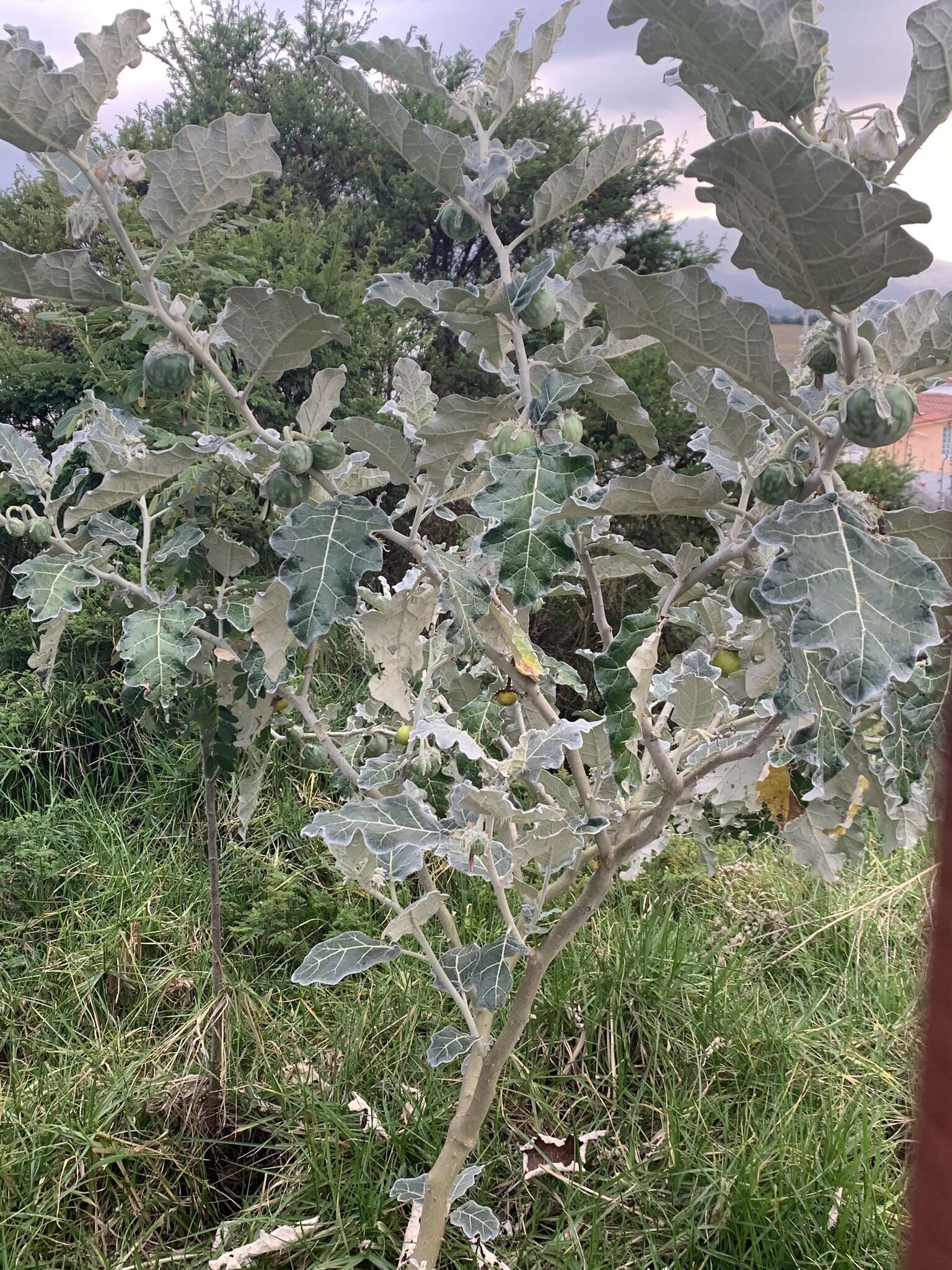 Image de Solanum marginatum L. fil.