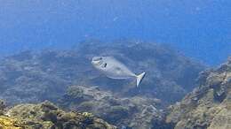 Image of Bulbnose Unicornfish