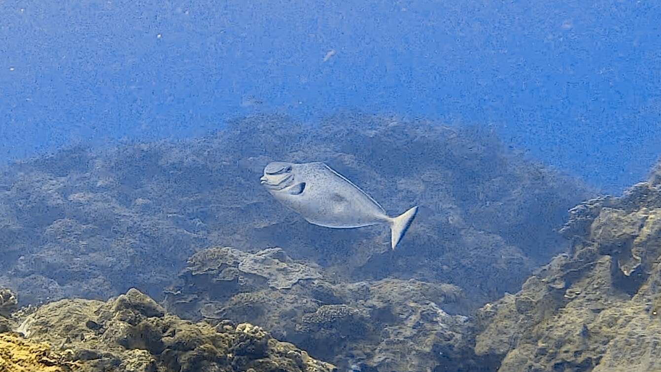 Image of Bulbnose Unicornfish