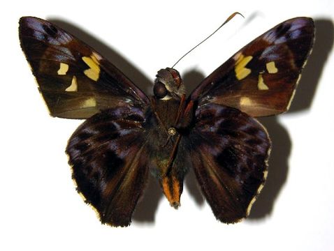 Image of <i>Perichares prestoeaphaga</i> Burns