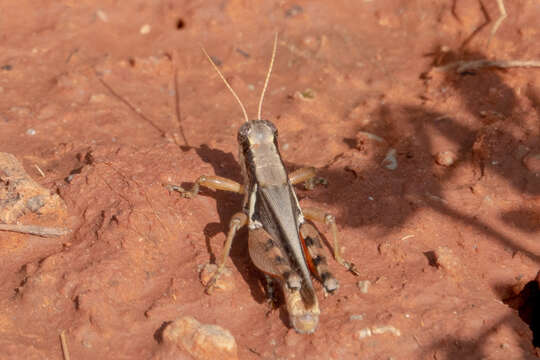 Image of Melanoplus glaucipes (Scudder & S. H. 1875)