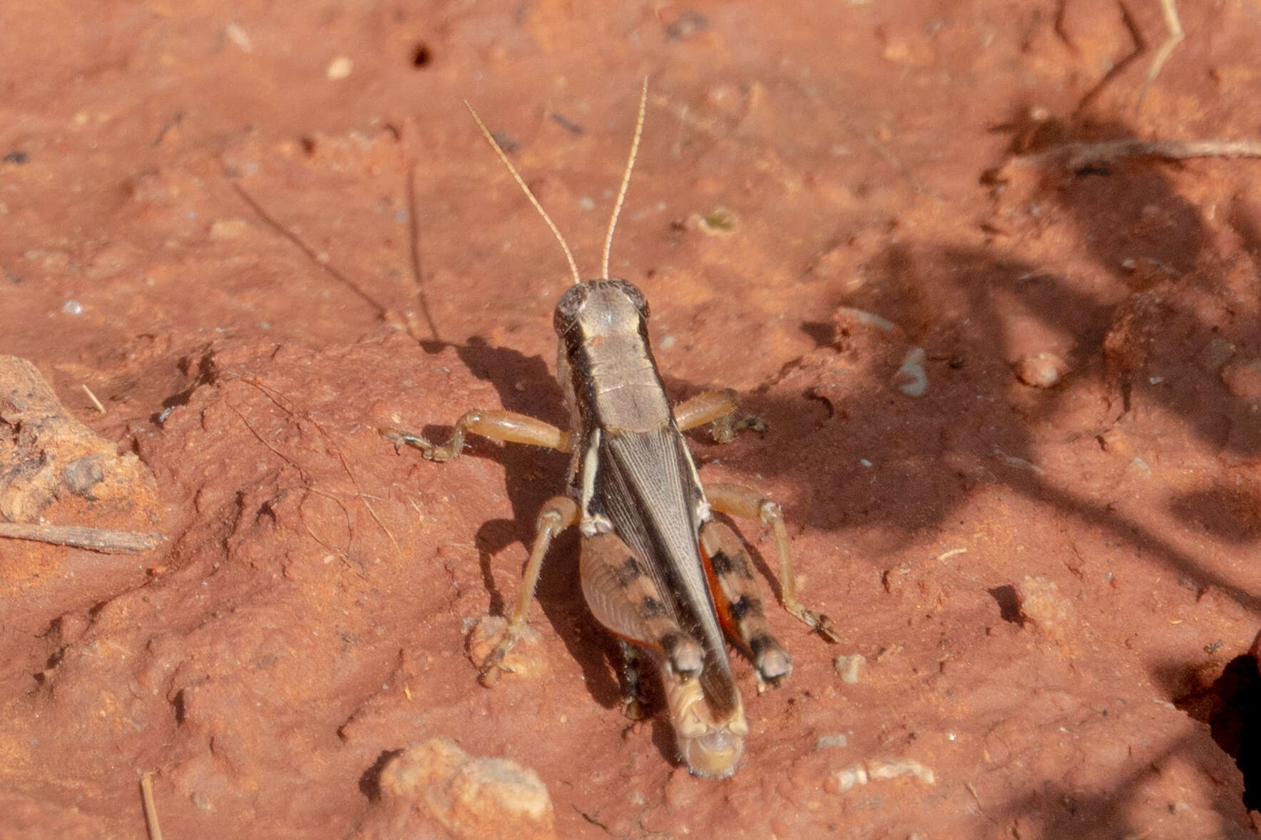 Melanoplus glaucipes (Scudder & S. H. 1875)的圖片