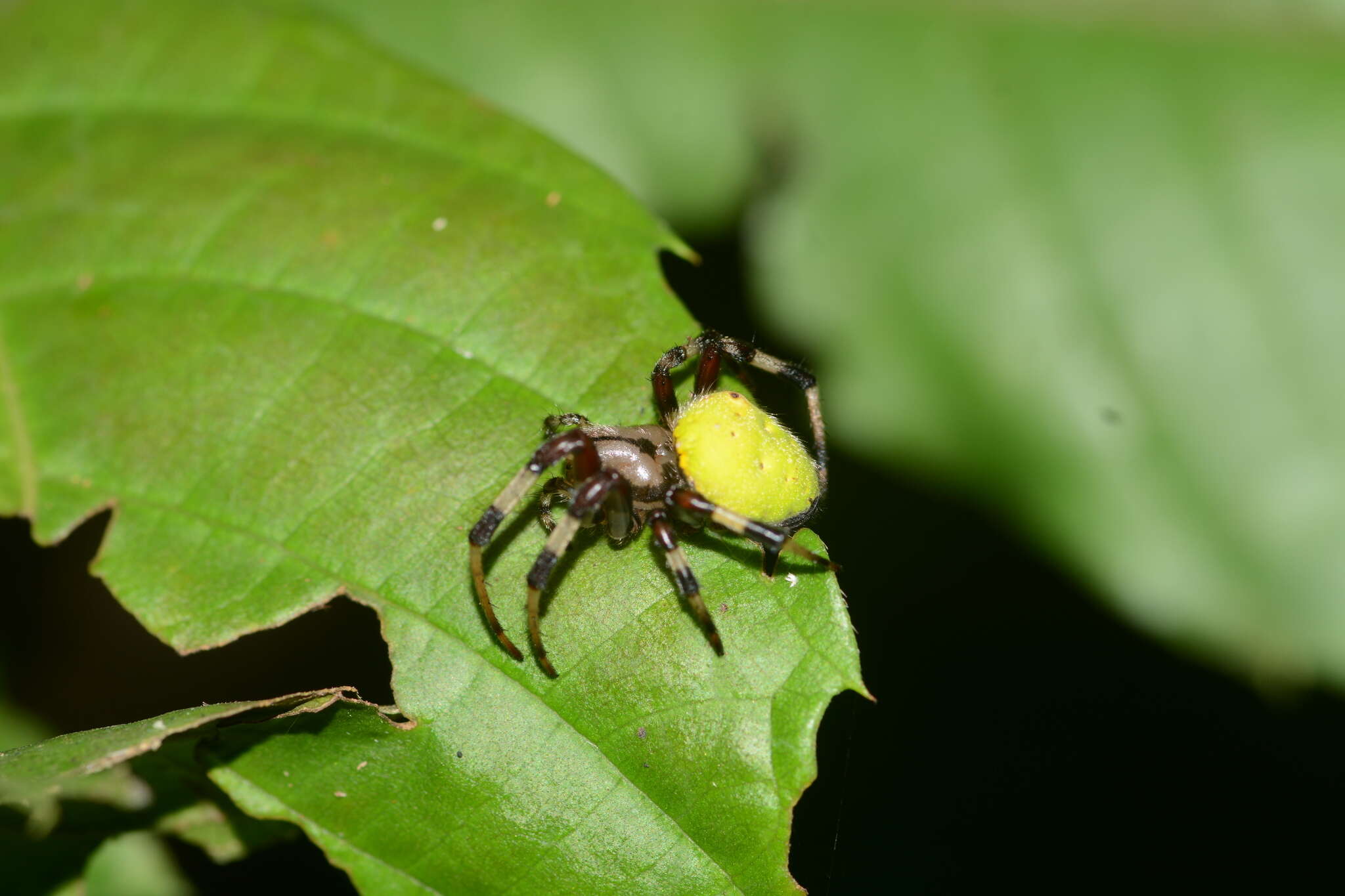 Image of Dubiepeira dubitata (Soares & Camargo 1948)