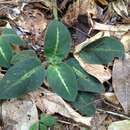 Image of Aphelandra espirito-santensis S. R. Profice & D. C. Wassh.