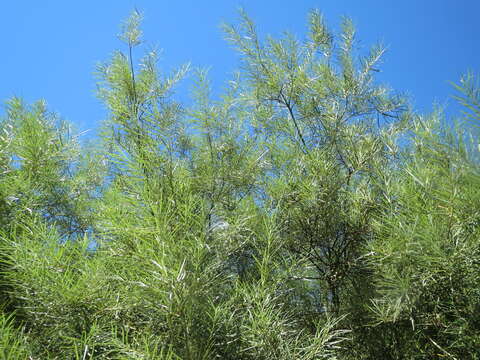 Image of Sea-buckthorn