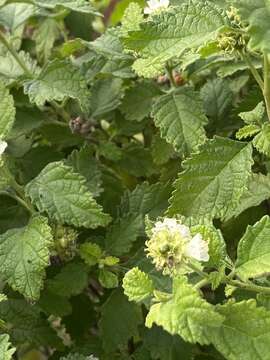 Image of Varronia globosa Jacq.