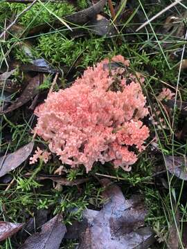 Image of Ramaria botrytoides (Peck) Corner 1950