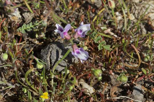 Image of Gray Slender Milkvetch