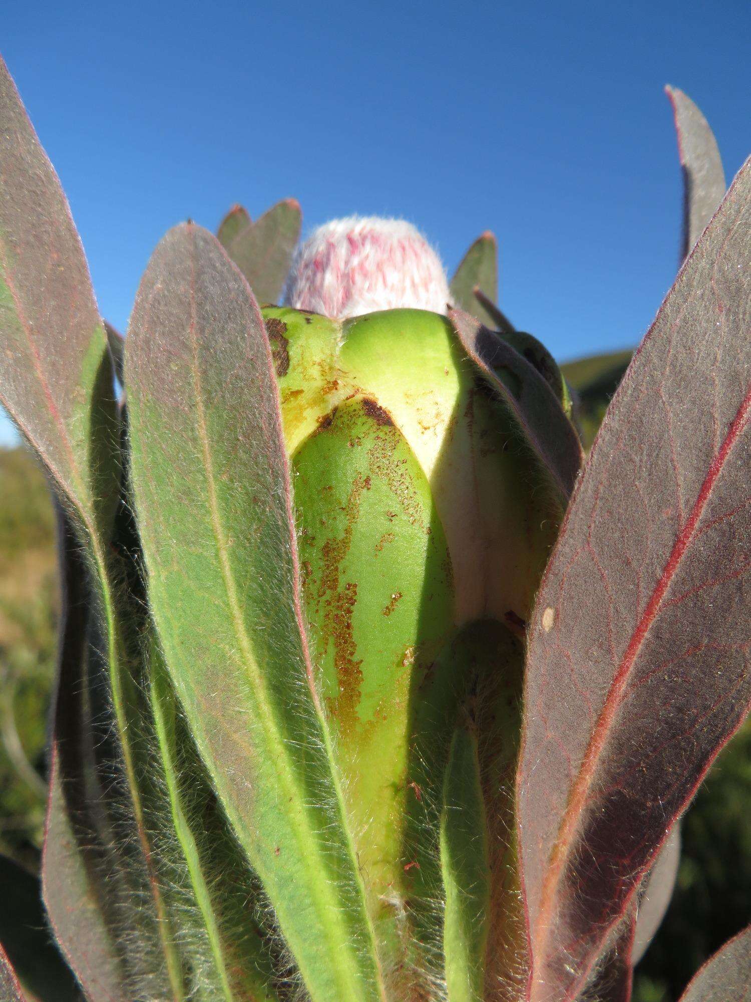 Plancia ëd Protea coronata Lam.