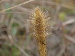 Image of Feather-Stem Club-Moss