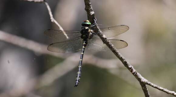 Image of Sombre Goldenring