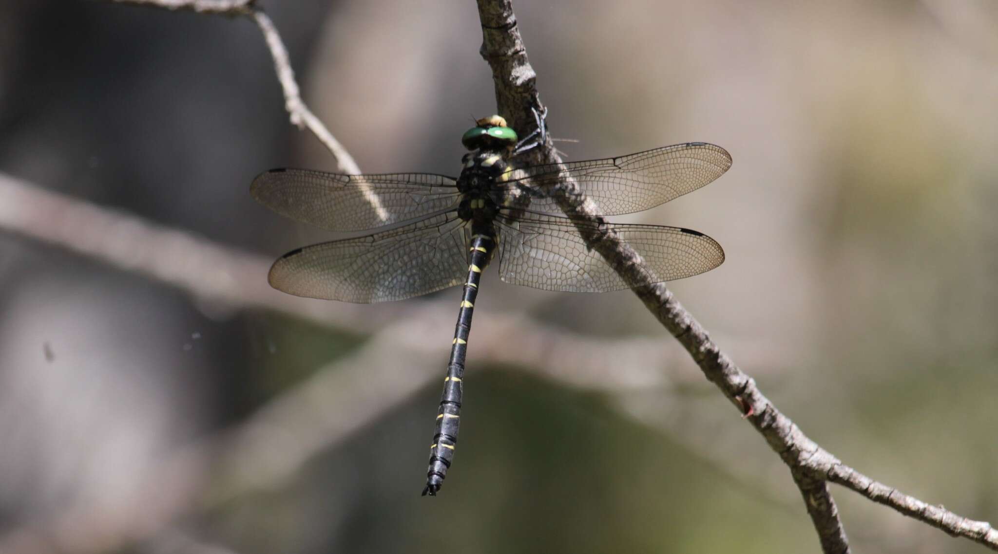 Imagem de Cordulegaster bidentata Selys 1843