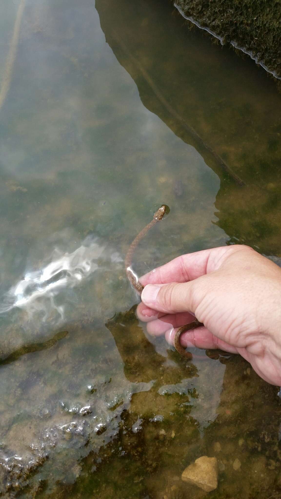 Image of Brazos Water Snake