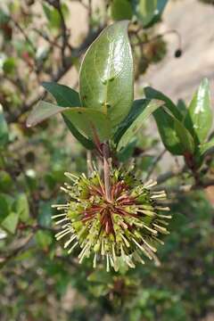 Image of Strawberry bush