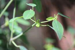 Image of Huachuca Mountain spurge