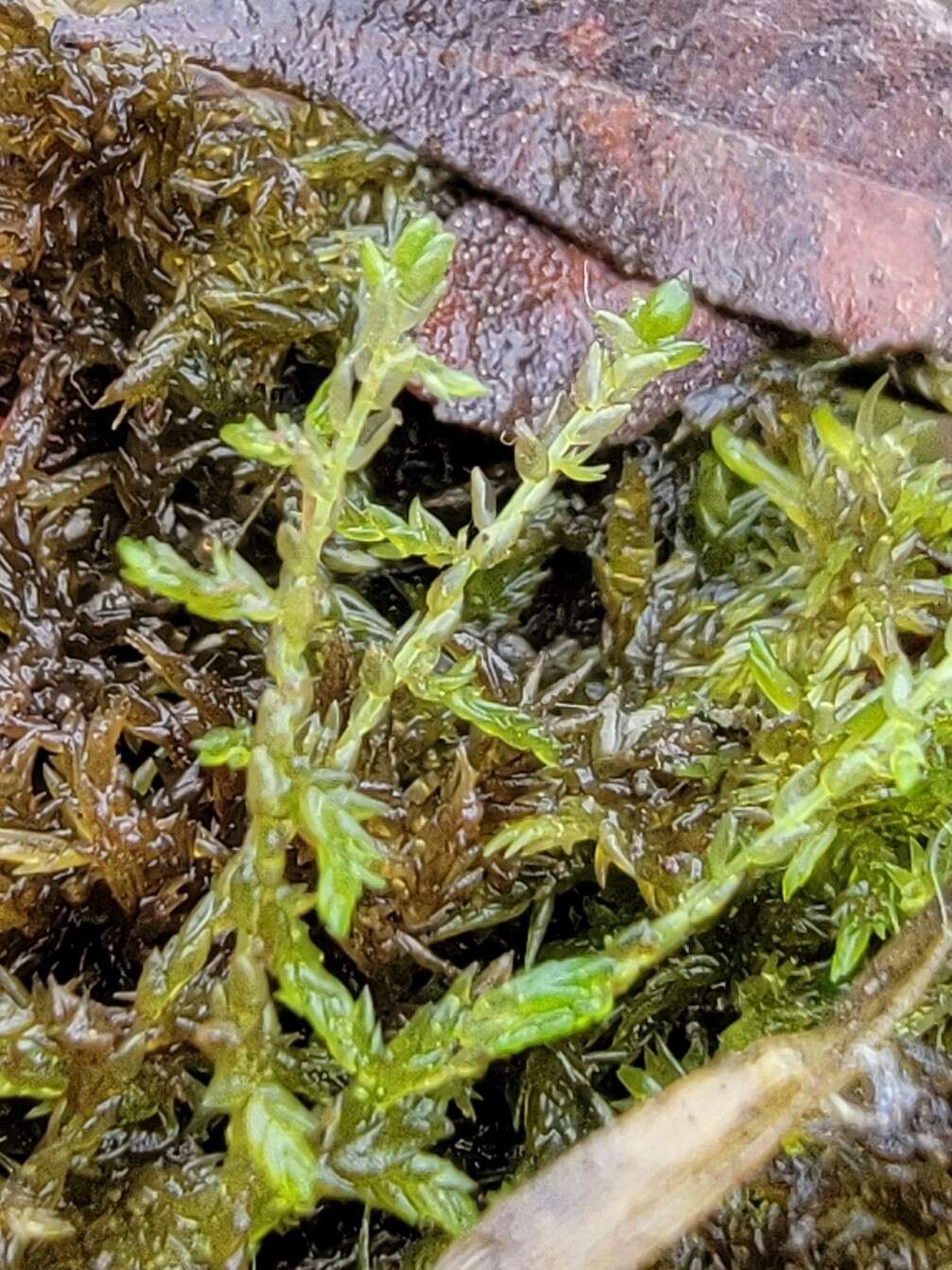 Sphagnum platyphyllum Warnstorf 1884的圖片