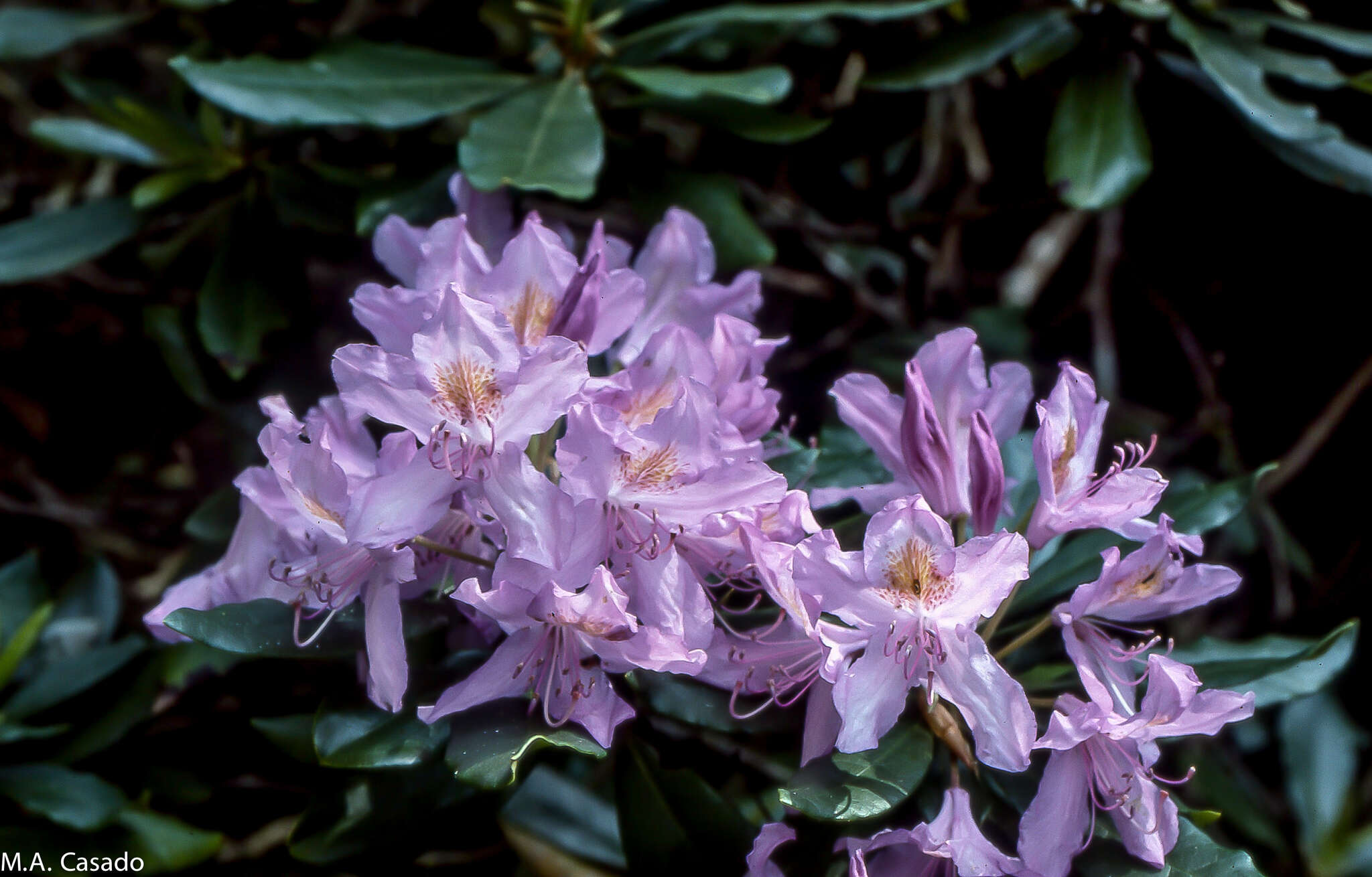 Imagem de Rhododendron ponticum subsp. baeticum (Boiss. & Reuter) Hand.-Mazz.