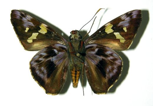 Image of <i>Perichares geonomaphaga</i> Burns