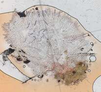 Image de Lasiobolus microsporus J. L. Bezerra & Kimbr. 1975