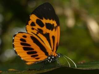 Stalachtis calliope (Linnaeus 1758) resmi