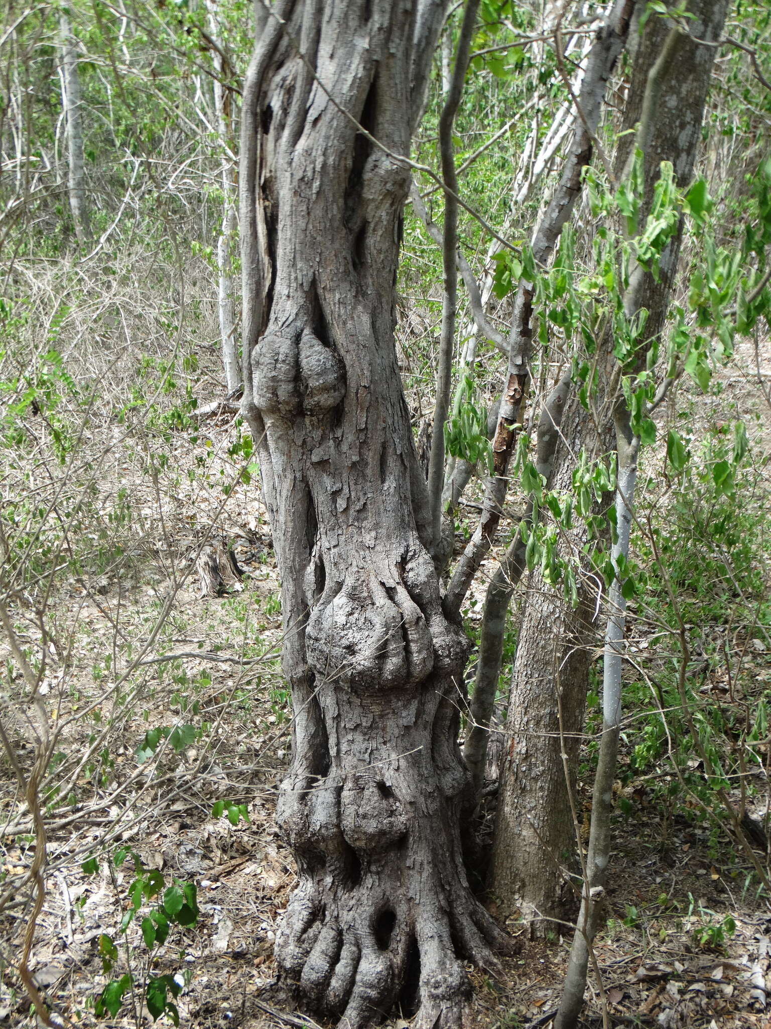 Image of <i>Cenostigma eriostachys</i>