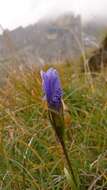 Gentianopsis ciliata (L.) Ma的圖片