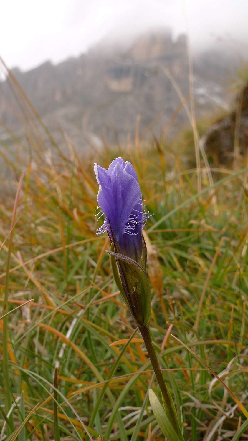 Gentianopsis ciliata (L.) Ma的圖片