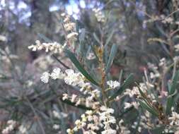 Imagem de Acacia mucronata Willd. ex H. L. Wendl.