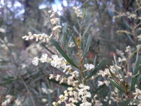 Image de Acacia mucronata Willd. ex H. L. Wendl.