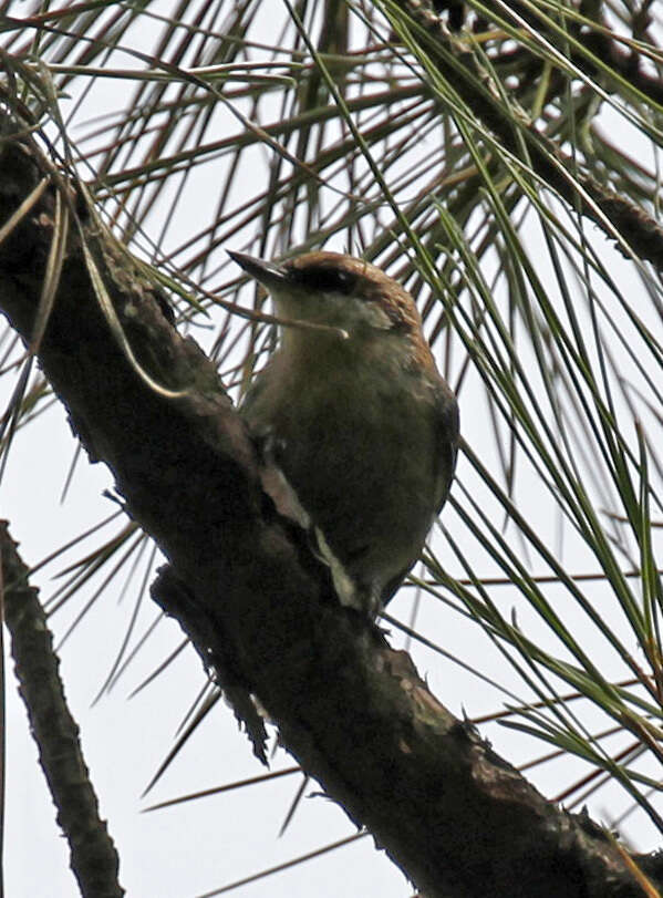 Image of Brown-headed Nuthatch