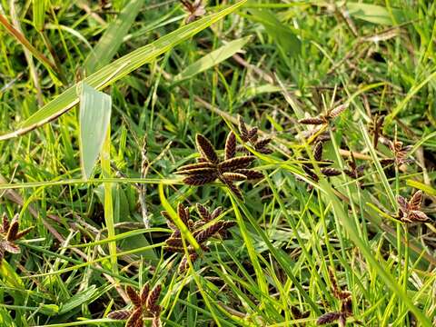 Sivun Cyperus flavescens subsp. flavescens kuva