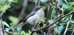 Image of Grey Apalis